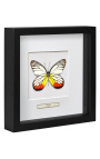 Decoratief frame met een vlinder "Delias Hyparete"