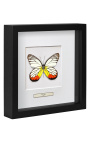 Декоративна рамка с пеперуда "Delias Hyparete"