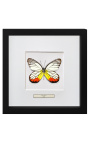 Dekoratívny rám s motýlom "Delias Hyparete"