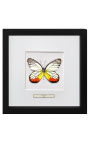 Quadro decorativo com uma borboleta "Delias Hyparete"