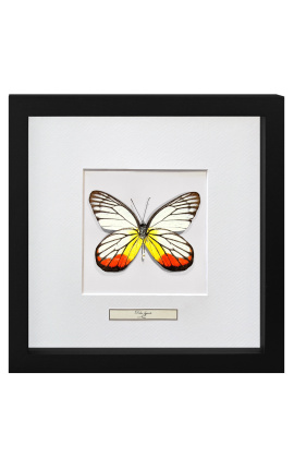 Quadro decorativo com uma borboleta "Delias Hyparete"