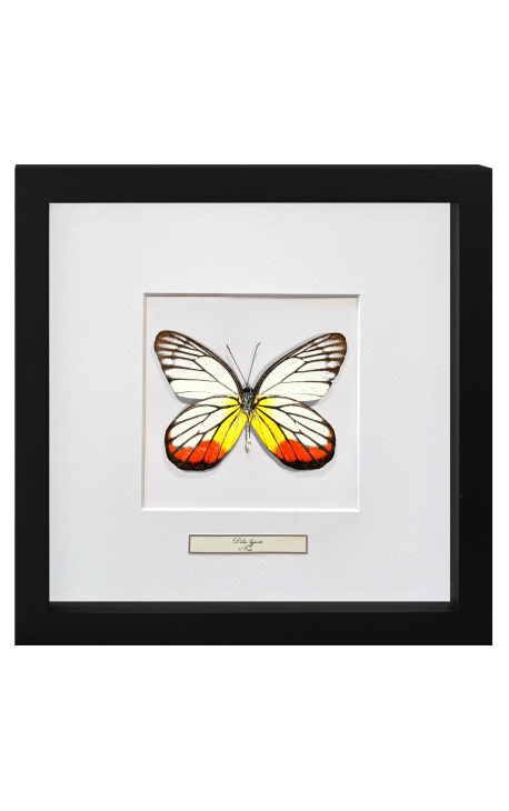 Dekoratívny rám s motýlom "Delias Hyparete"