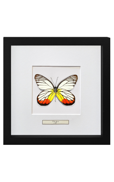 Quadro decorativo com uma borboleta "Delias Hyparete"