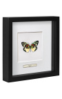 Quadro decorativo com uma borboleta "Pulchera de Erasmia"