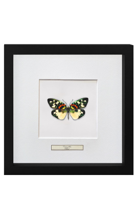 Decoratief frame met een vlinder "Erasmia Pulchera"