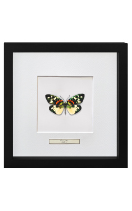 Dekoratívny rám s motýlom "Erasmia Pulchera"