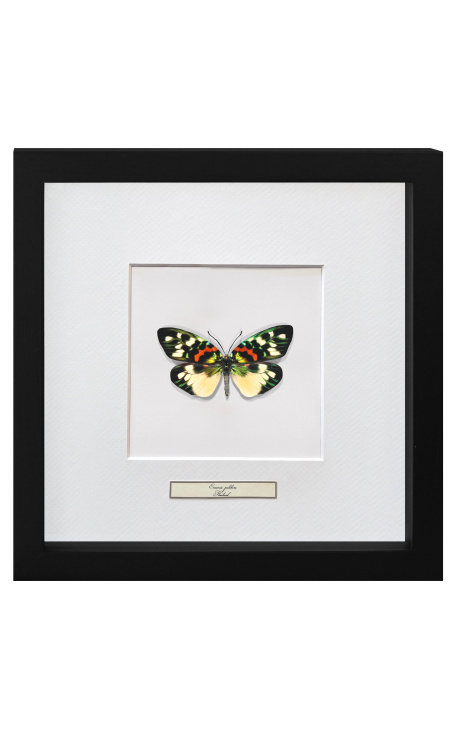 Quadro decorativo com uma borboleta "Pulchera de Erasmia"