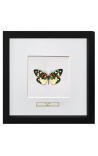 Decorative frame with a butterfly "Erasmia Pulchera"