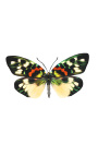 Dekoratívny rám s motýlom "Erasmia Pulchera"