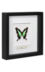 Moldura decorativa com borboleta "Papilio Phorcas"