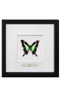 Moldura decorativa com borboleta "Papilio Phorcas"