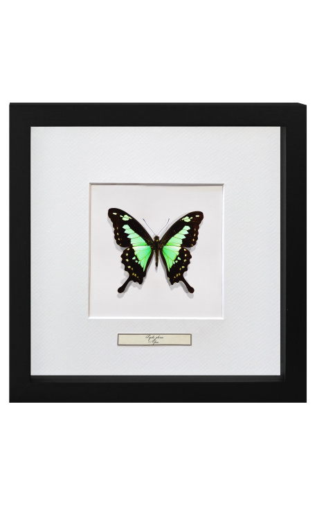 Moldura decorativa com borboleta "Papilio Phorcas"