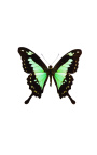 Dekoratívny rám s motýlom "Papilio Phorcas"