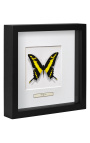 Dekoratívny rám s motýlom "Papilio Thoas Cinyras"