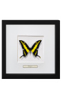 Decoratief frame met een vlinder "Papilio Thoas Cinyras"