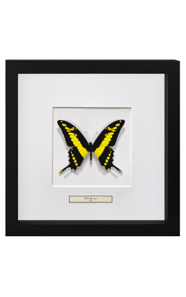 Decoratief frame met een vlinder "Papilio Thoas Cinyras"