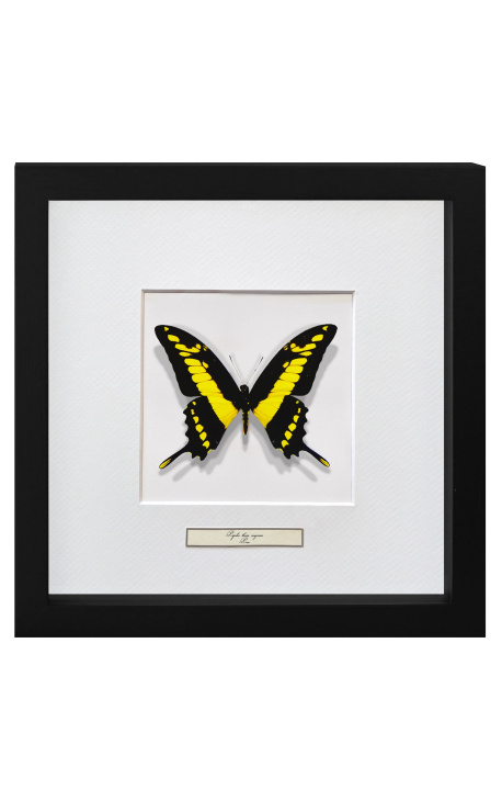 Cadru decorativ cu un fluture "Papilio Thoas Cinyras"