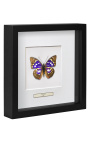 Quadro decorativo com uma borboleta "Sasakia Charonda"