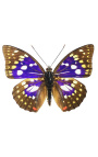 Dekoratívny rám s motýlom "Sasakia Charonda"