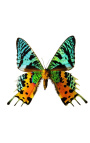 Dekoratívny rám s motýlom "Urania Ripheusová"