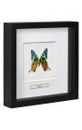 Dekorativní rámec s motýlem "Urania Ripheus"