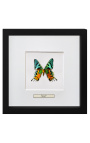 Quadro decorativo com uma borboleta "Urania Ripheus"