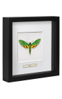 Decoratief frame met een vlinder "Papilio Phorcas"