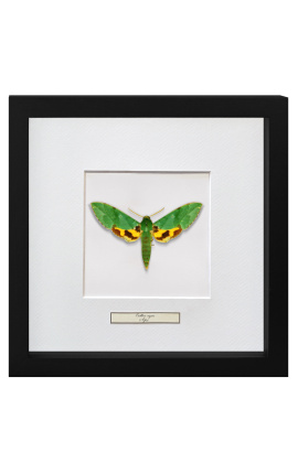 Quadro decorativo com uma borboleta "Eucloro Megaera"