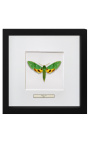 Decoratief frame met een vlinder "Papilio Phorcas"