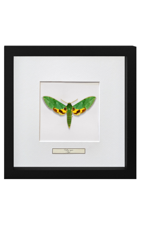 Quadro decorativo com uma borboleta "Papilio Phorcas"