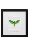 Decorative frame with a butterfly "Papilio Phorcas"