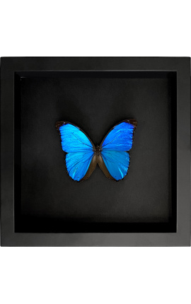 Marco decorativo sobre fondo negro con mariposa "Morpho Menelaus"