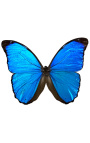 Cadru decorativ pe fundal negru cu fluture "Morpho Menelaus"