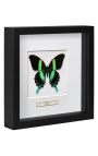 Decoratief frame met een vlinder "Papilio Blunei"