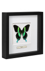Dekoratívny rám s motýlom "Papilio Blunei"