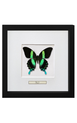 Quadro decorativo com uma borboleta "Papilio Blunei"