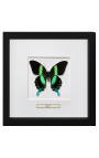 Decoratief frame met een vlinder "Papilio Blunei"