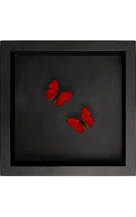 Decorative frame on black background with butterflies "Cymothoe Sangaris"