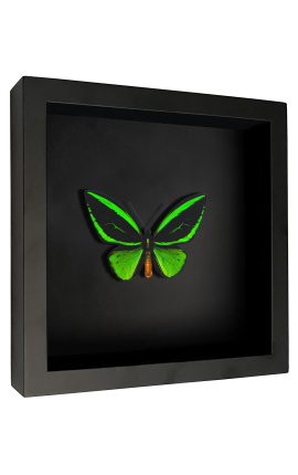 Quadro decorativo em fundo preto com borboleta &quot;Ornithoptera Priamus&quot;