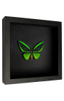 Quadro decorativo em fundo preto com borboleta "Ornithoptera Priamus"