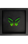 Quadro decorativo em fundo preto com borboleta "Ornithoptera Priamus"