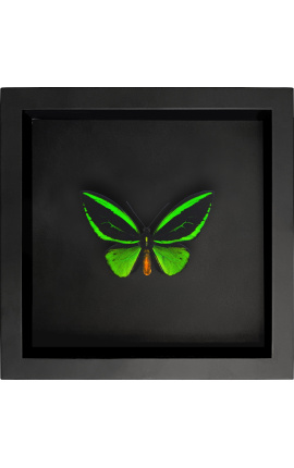 Decoratief frame op zwarte achtergrond met vlinder "Ornithoptera Priamus Poseidon"