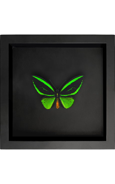 Decoratief frame op zwarte achtergrond met vlinder "Ornithoptera Priamus Poseidon"