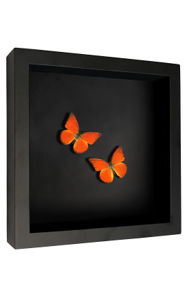 Decoratief frame op zwarte achtergrond met vlinders &quot;Appias Nero&quot;