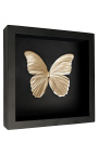 Decoratief frame op zwarte achtergrond met goudkleurig "Morpho Didius" vlinder