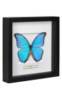 Cadru decorativ cu un fluture "Morpho Didius"