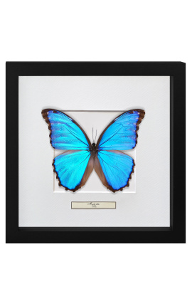 Cadru decorativ cu un fluture "Morpho Didius"