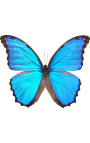 Cadru decorativ cu un fluture "Morpho Didius"