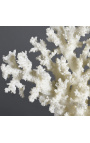 Coral Acropora Florida fából készült bázisra szerelve