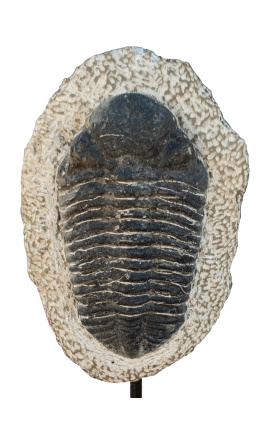 Trilobite fossilizzato XL presentato su una base in metallo nero